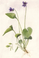 Humility and the violet.  An illustration of a Violet flower.