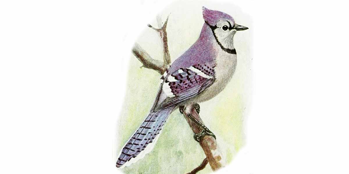 Paint a Blue Jay step-by-step  Blue jay art, Blue jay, Bird drawings