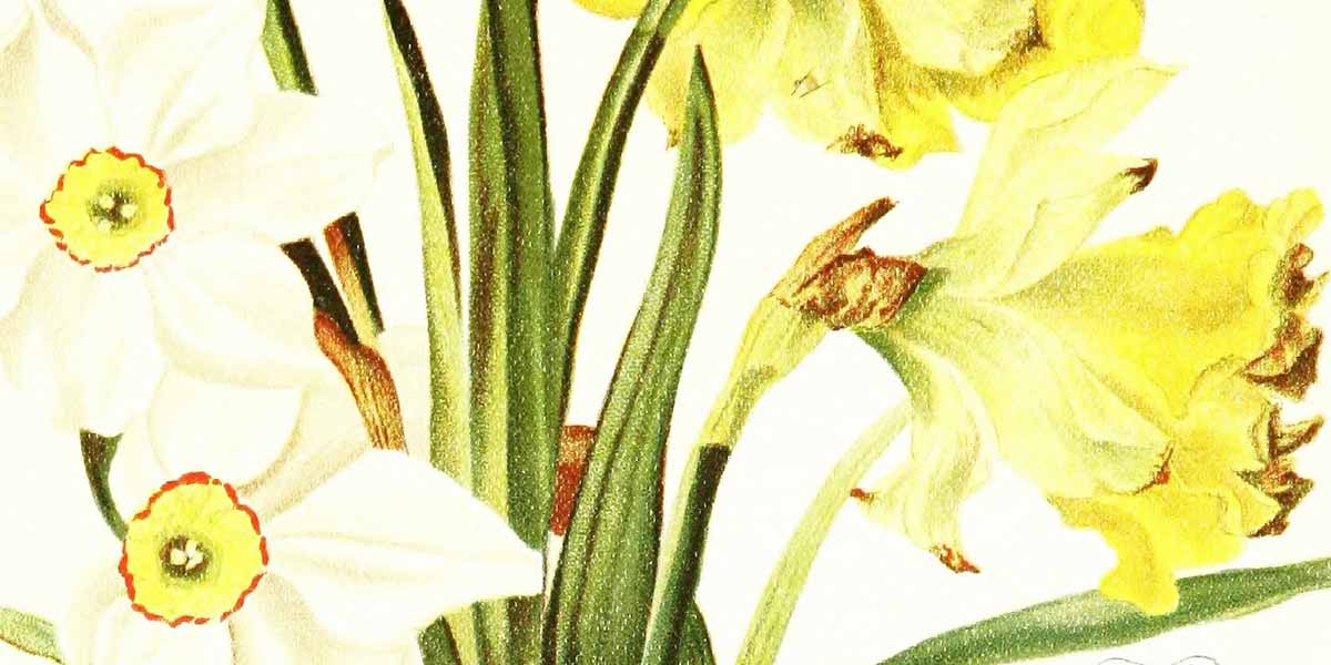 Daffodil Poems Discover Poetry