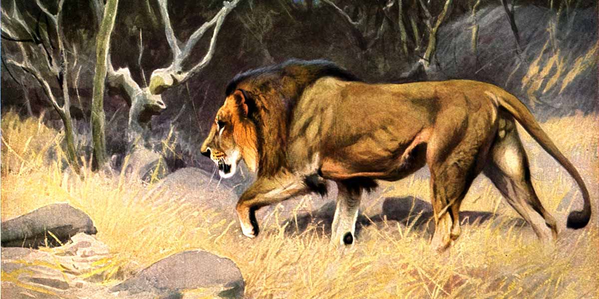 Lion Poems