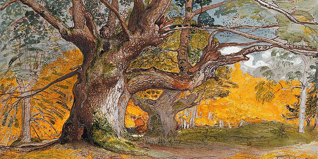 Celtic Tree Wisdom. The Oak Tree: Duir