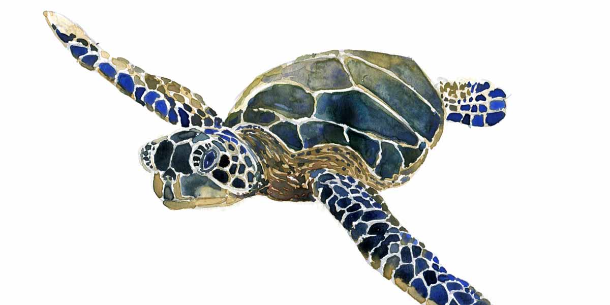 Turtle Poems Discover Poetry