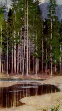 Among Wisconsin Pines
